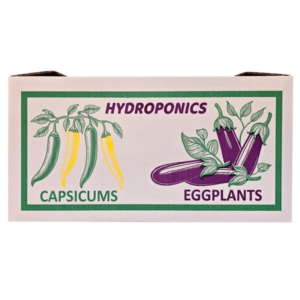 Carton Box